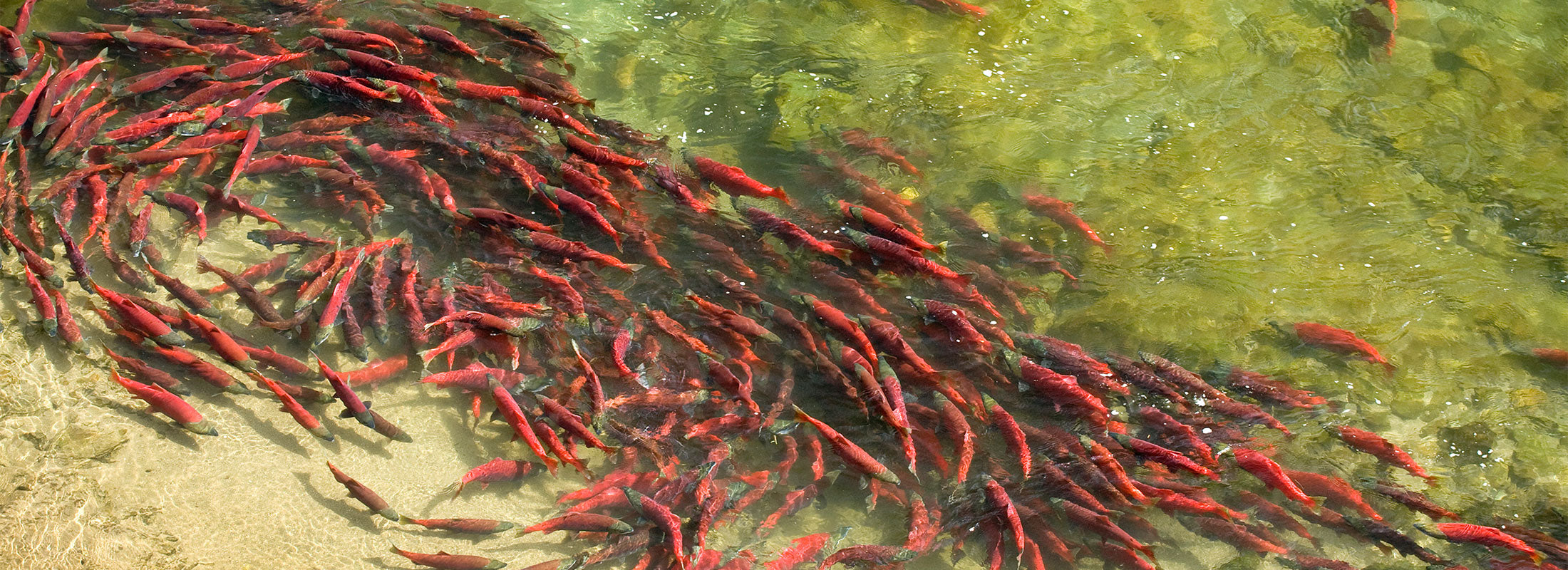 Aerial shot of red sockeye salmon spawning
